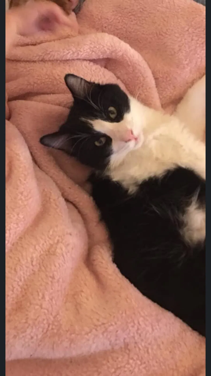 Lost cat in Mesa, AZ, 85205