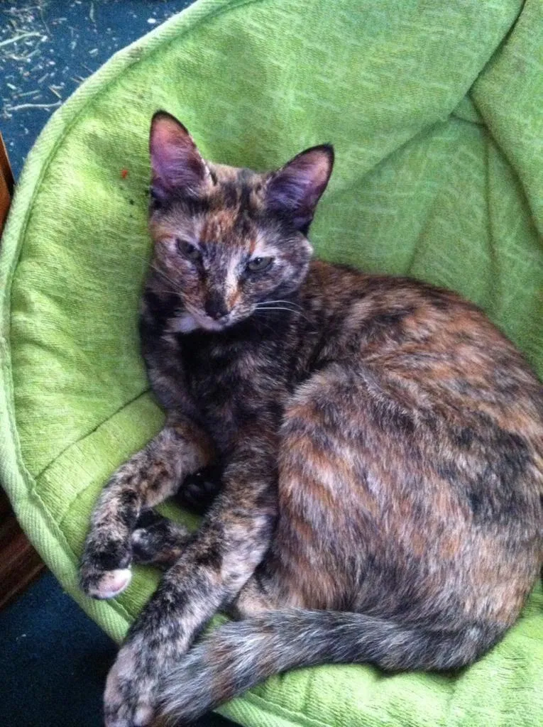 Lost cat in San Antonio, TX, 78233