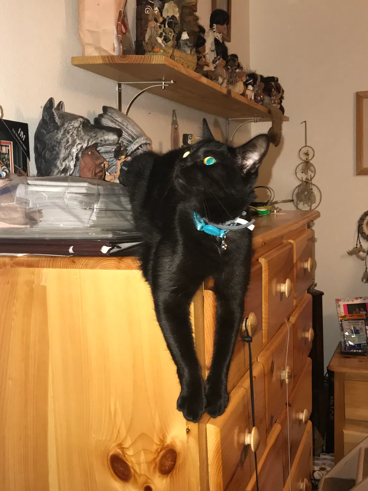 Lost cat in Dyess Afb, TX, 79607