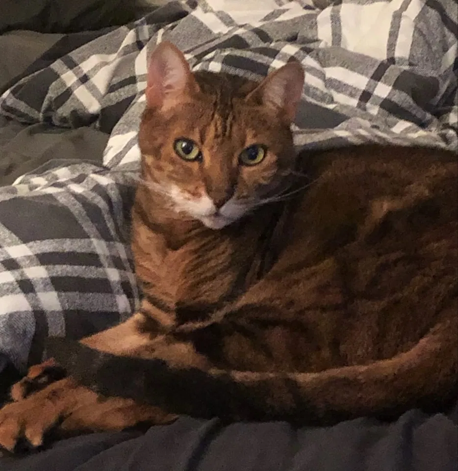 Lost cat in Mobile, AL, 36605