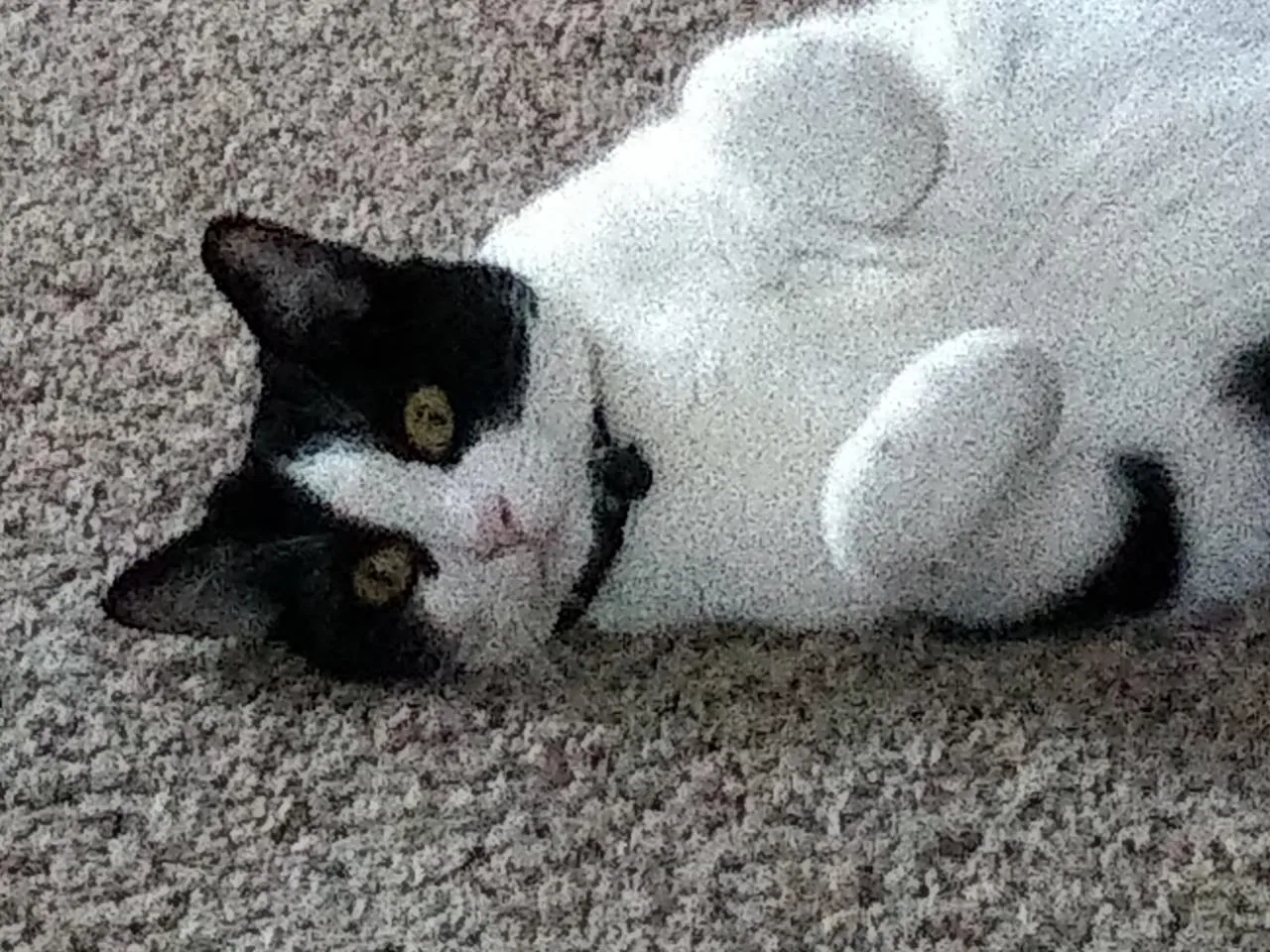 Lost cat in Denver, CO, 80229