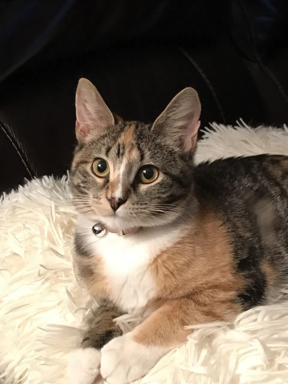 Lost cat in Buffalo Grove, IL, 60089