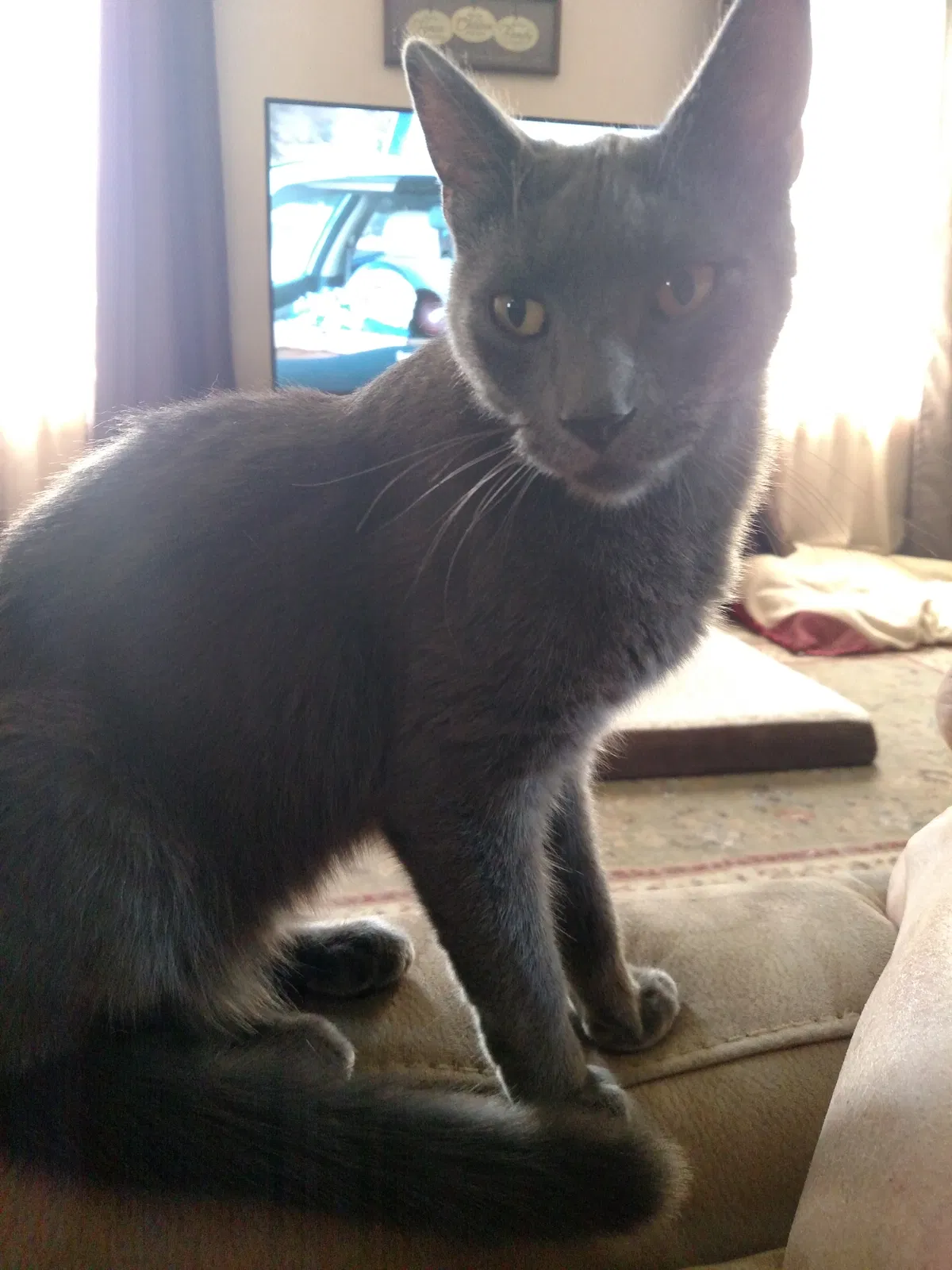 Lost cat in Belle Vernon, PA, 15012