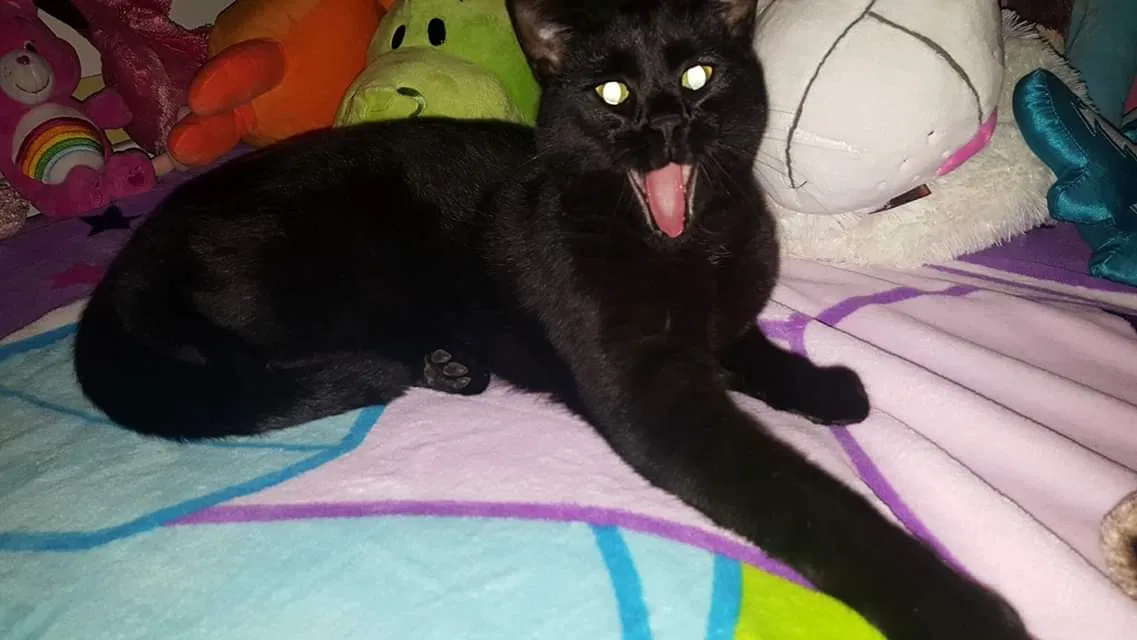 Lost cat in Amherst, WI, 54406