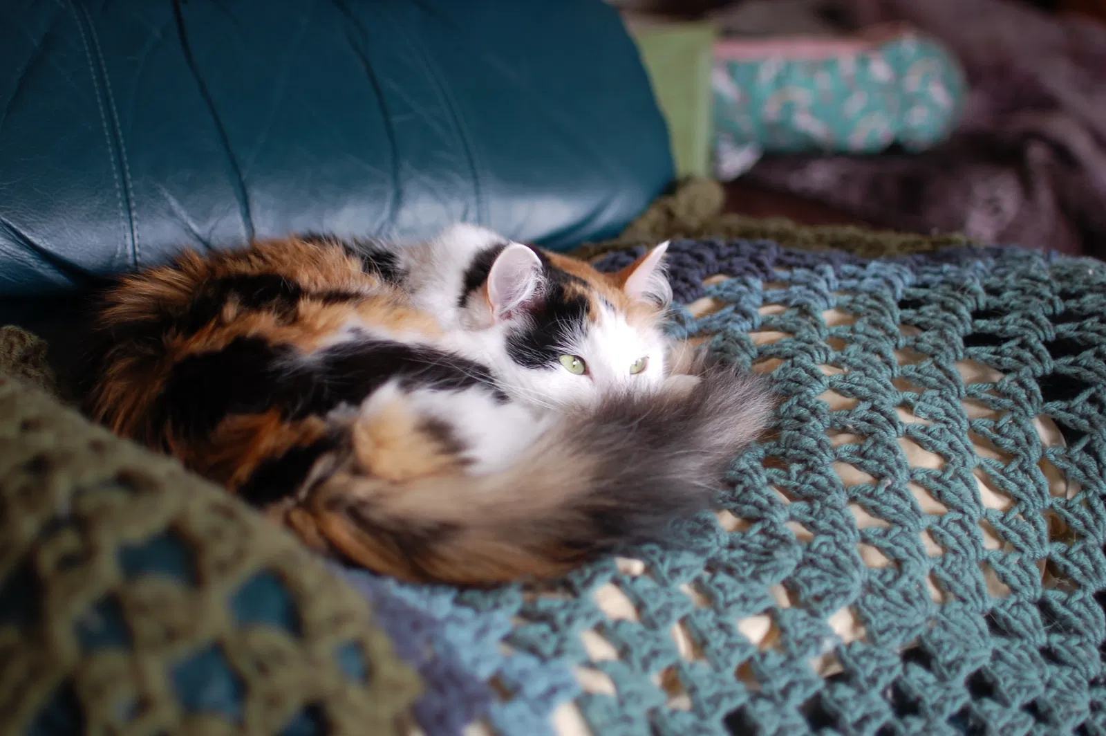Lost cat in Milford, DE, 19963