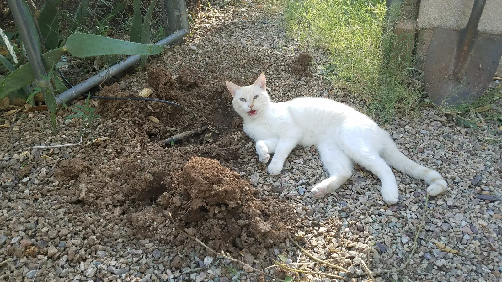 Lost cat in Tucson, AZ, 85711