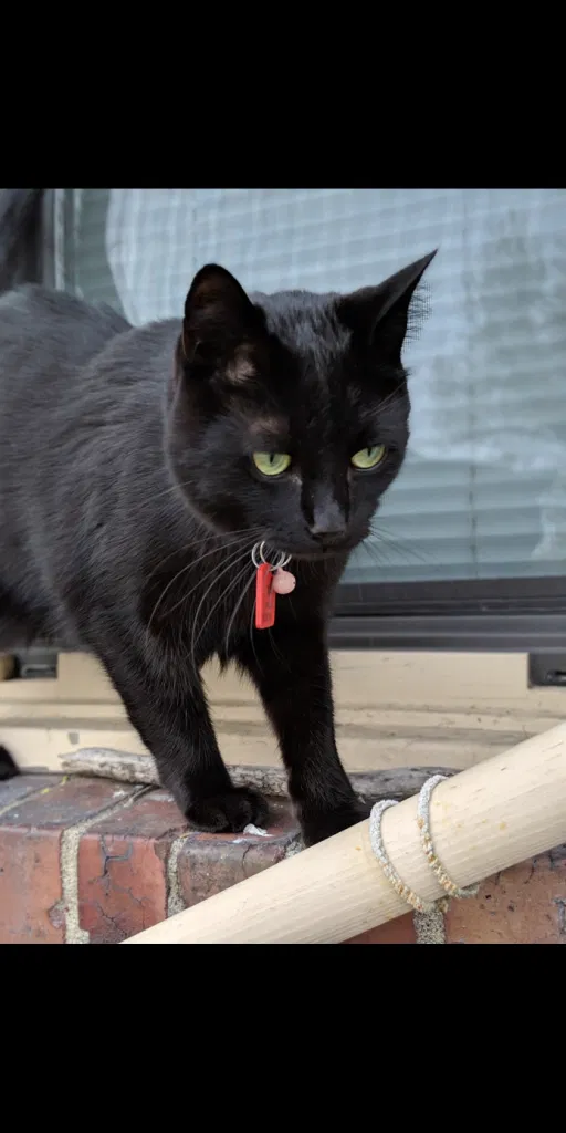 Lost cat in Seattle, WA, 98122