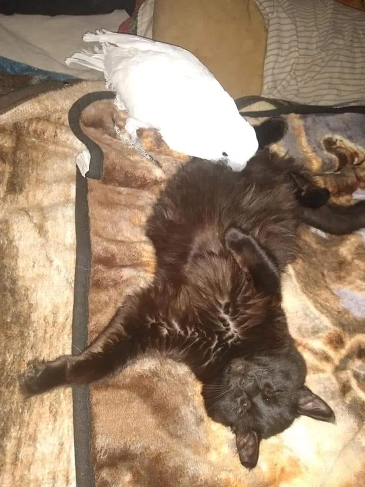 Lost cat in La Pine, OR, 97739