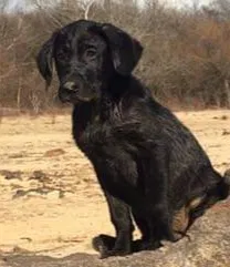 Lost dog in Nesbit, MS, 38651