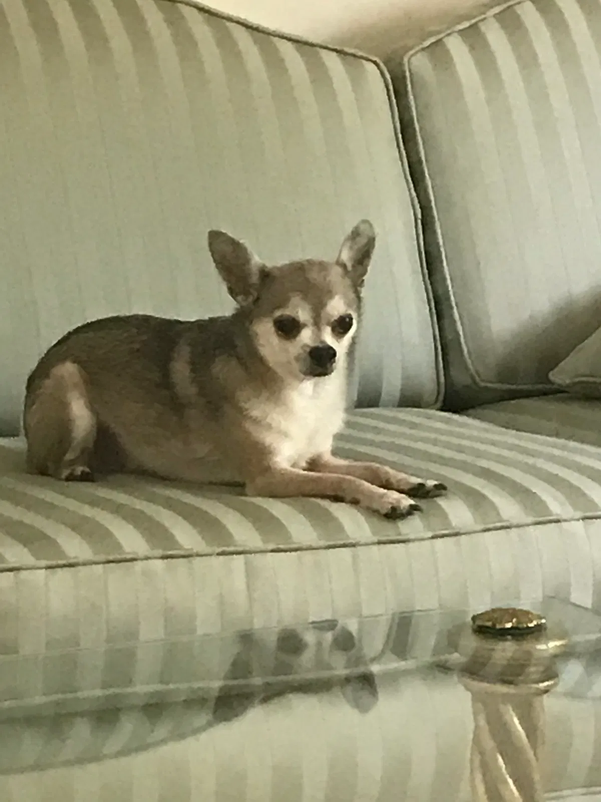 Lost dog in Charlotte, NC, 28209