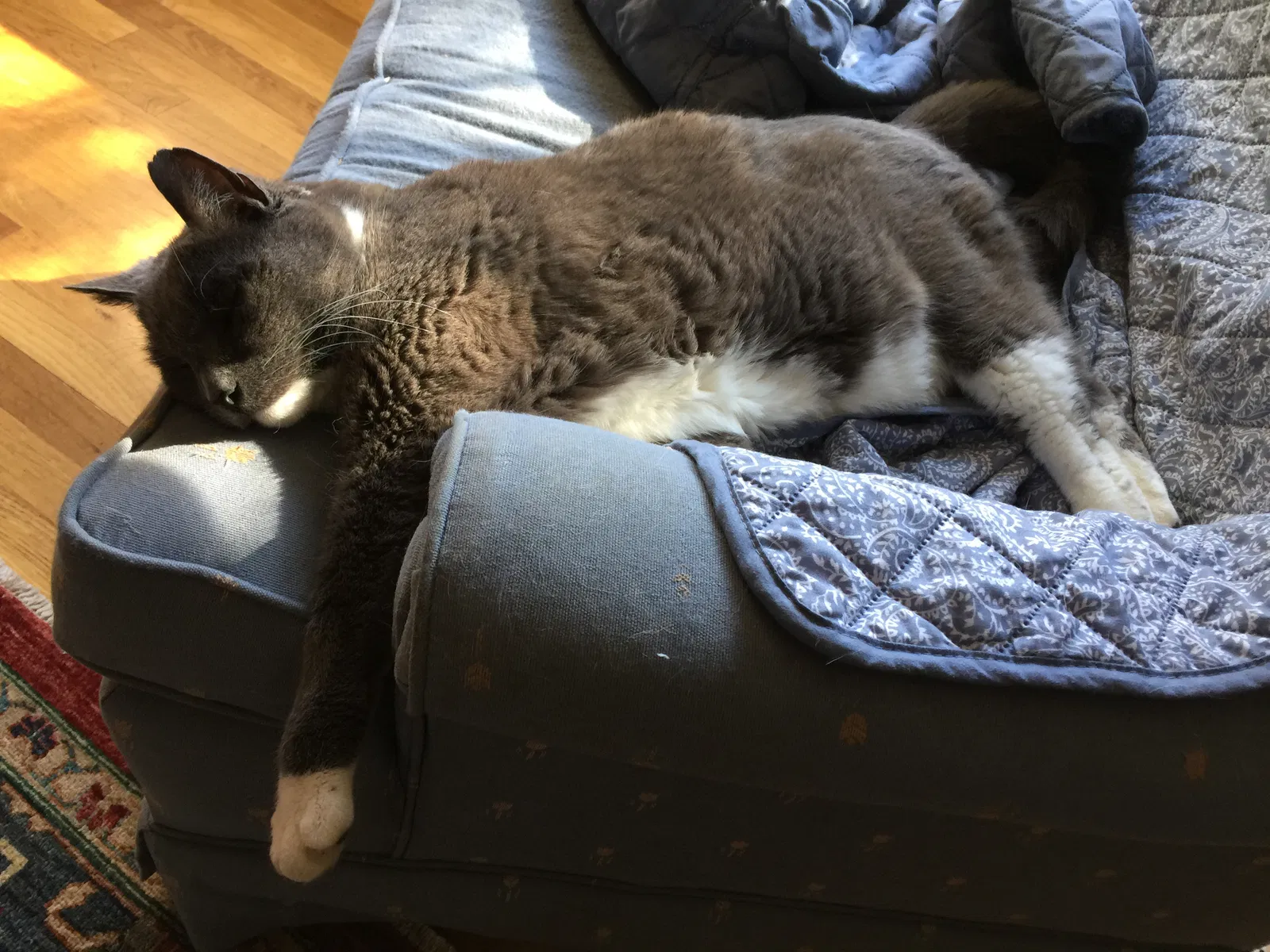 Lost cat in Lake Oswego, OR, 97034