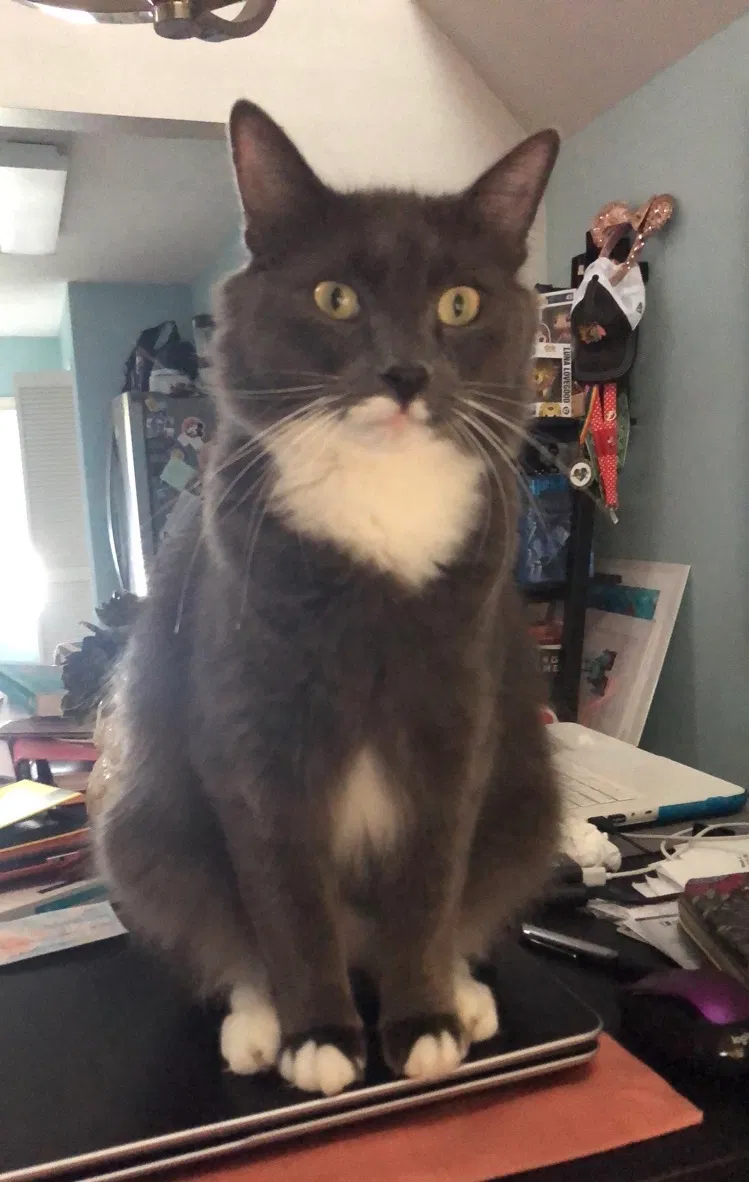 Lost cat in Altamonte Springs, FL, 32714
