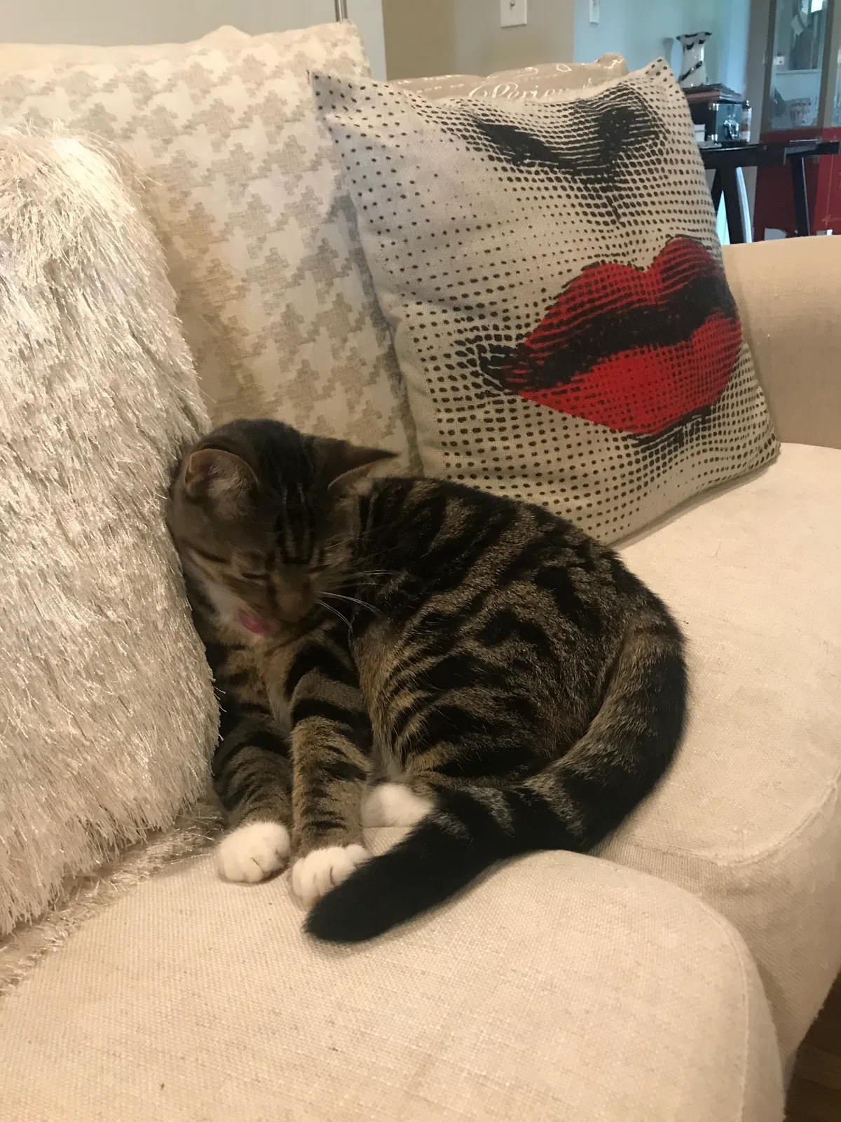 Lost cat in Tulsa, OK, 74114