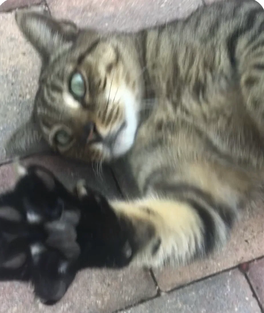 Lost cat in Fort Lauderdale, FL, 33301