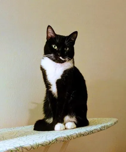 Lost cat in Mason, OH, 45040