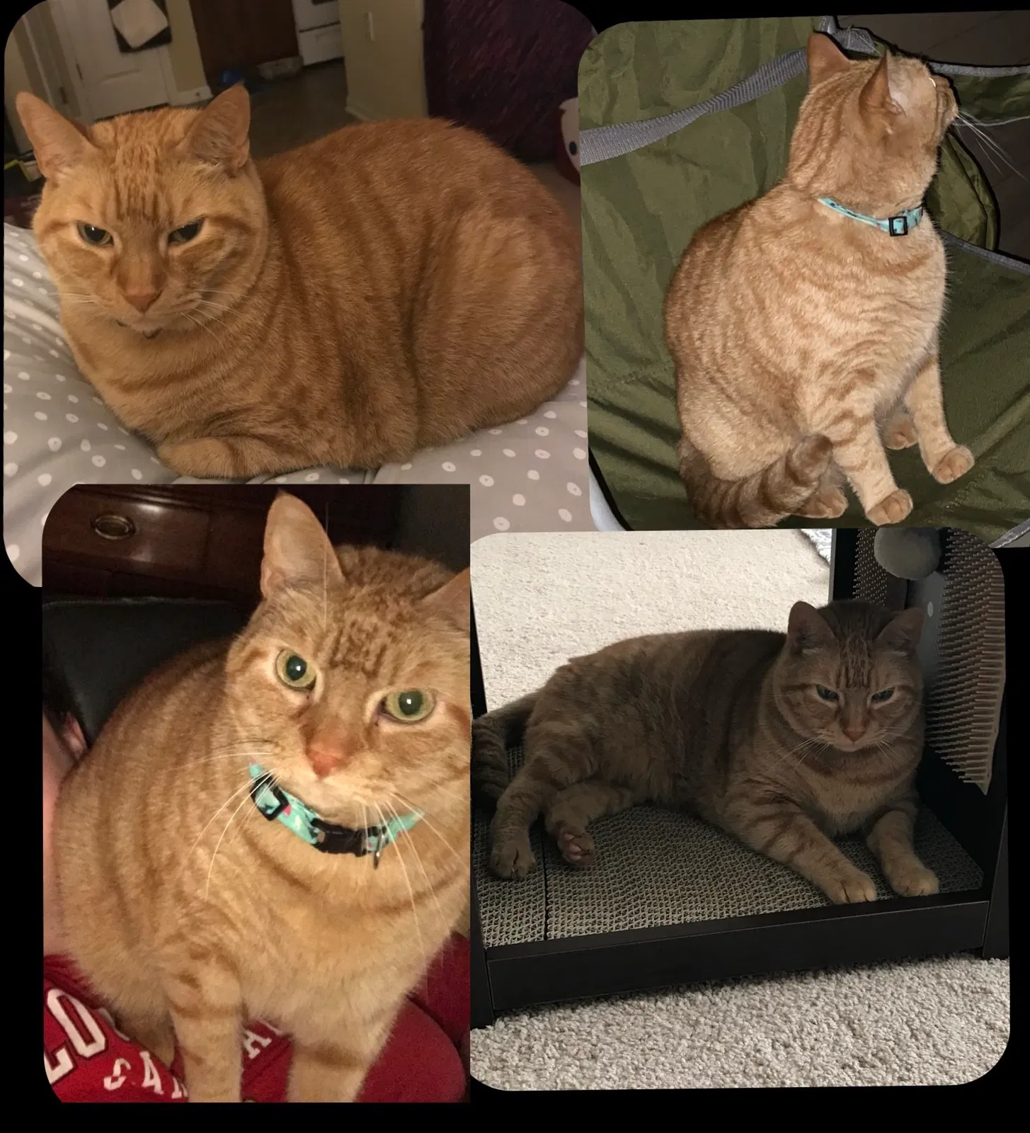 Lost cat in Bowling Green, KY, 42103