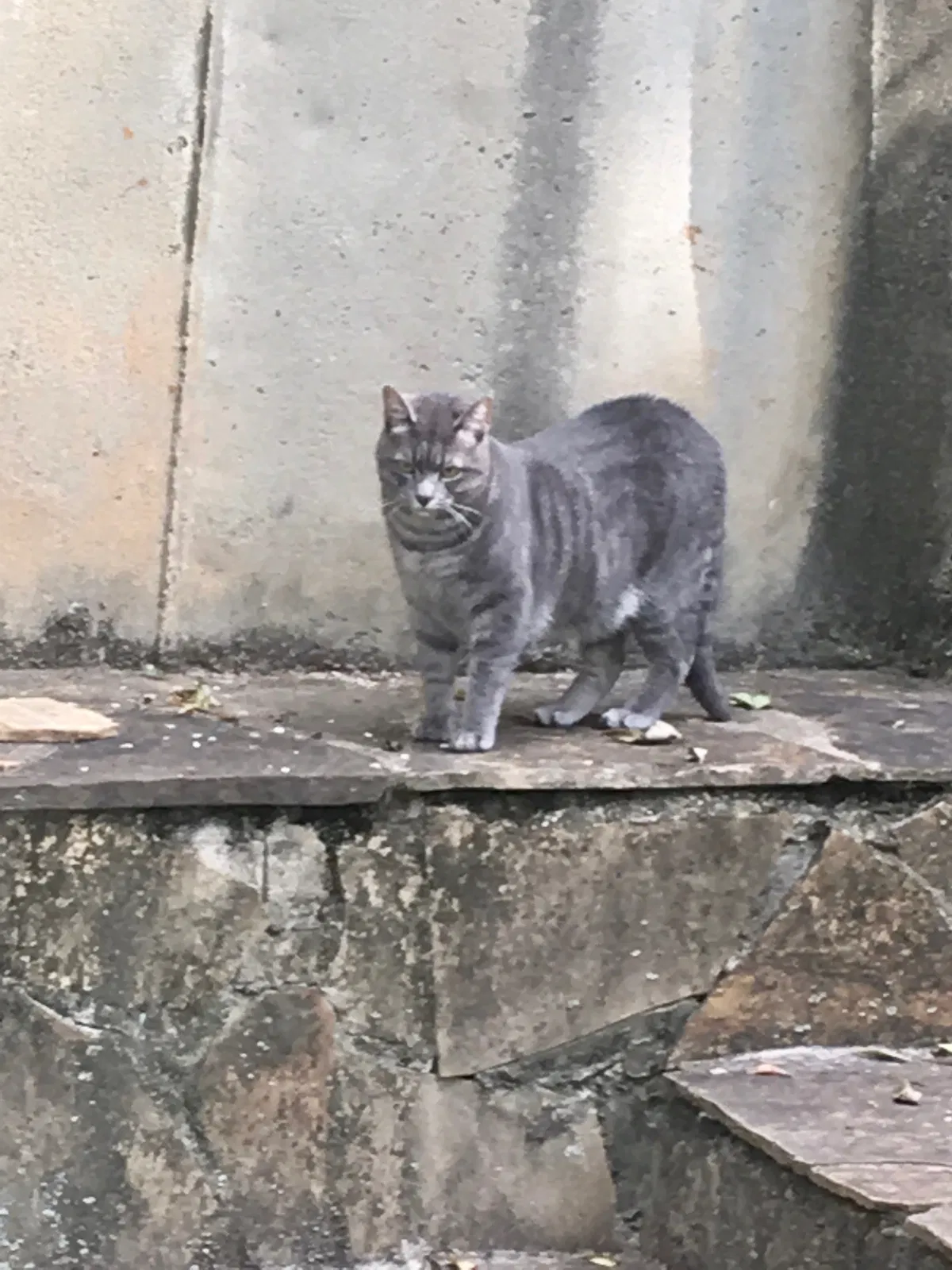 Lost cat in Atlanta, GA, 30305