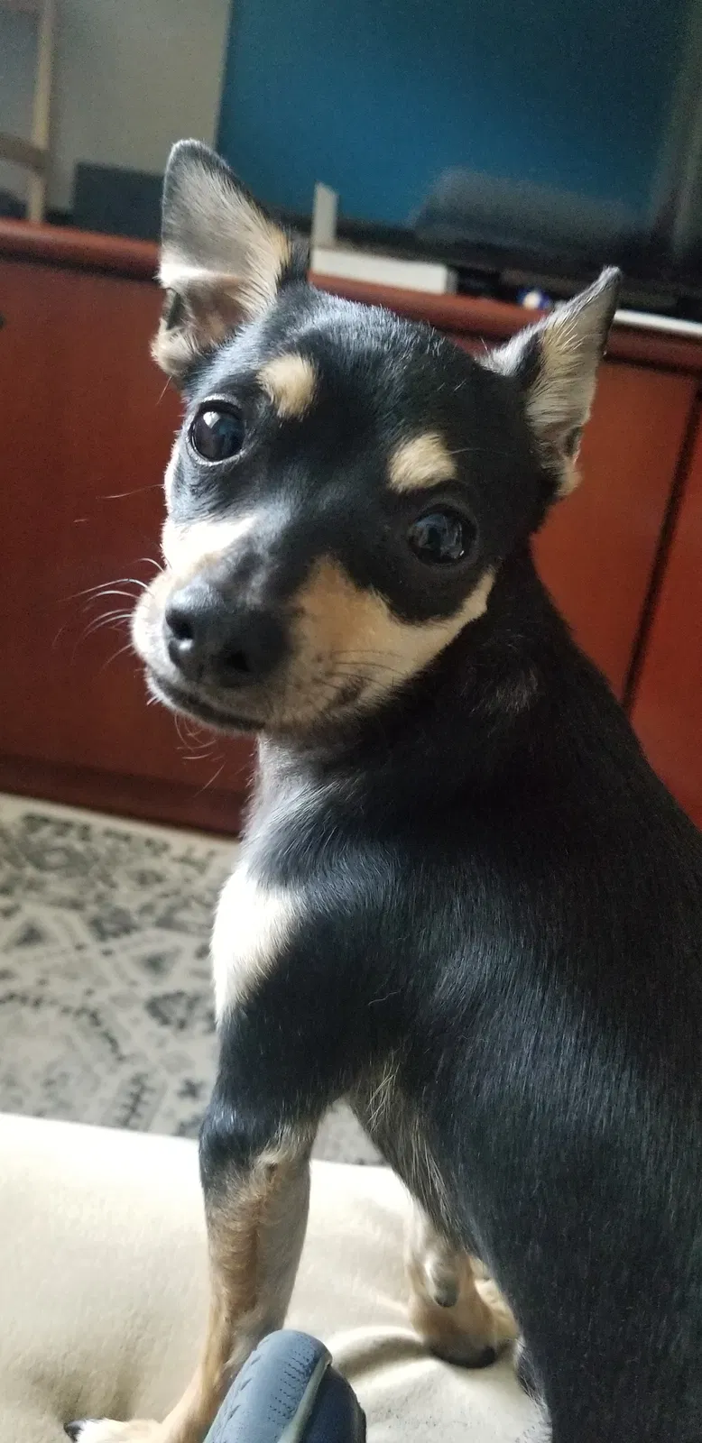 Lost dog in West Chicago, IL, 60185