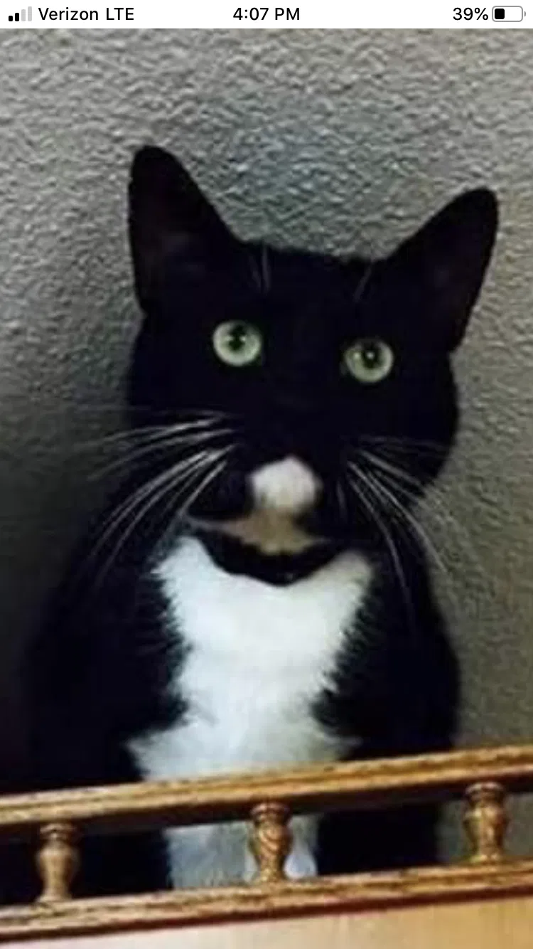 Lost cat in River Falls, WI, 54022