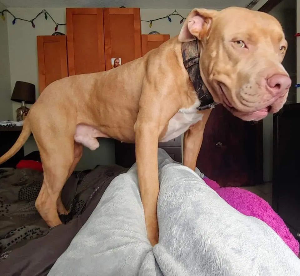 Lost dog in Ocoee, FL, 34761