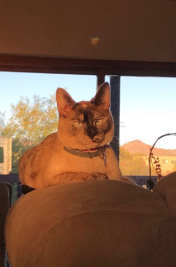 Lost cat in Tucson, AZ, 85750