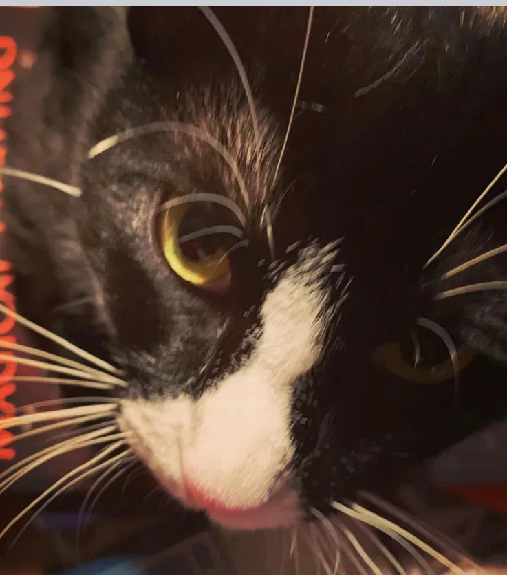 Lost cat in Philadelphia, PA, 19128