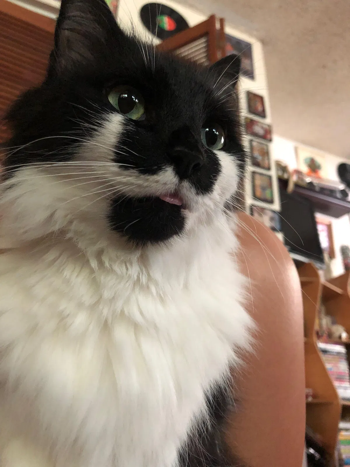 Lost cat in Gainesville, FL, 32601