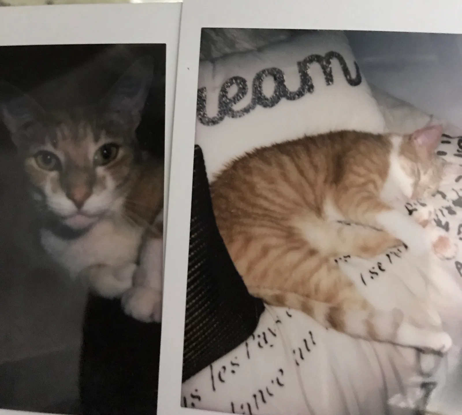 Lost cat in Union City, NJ, 7087