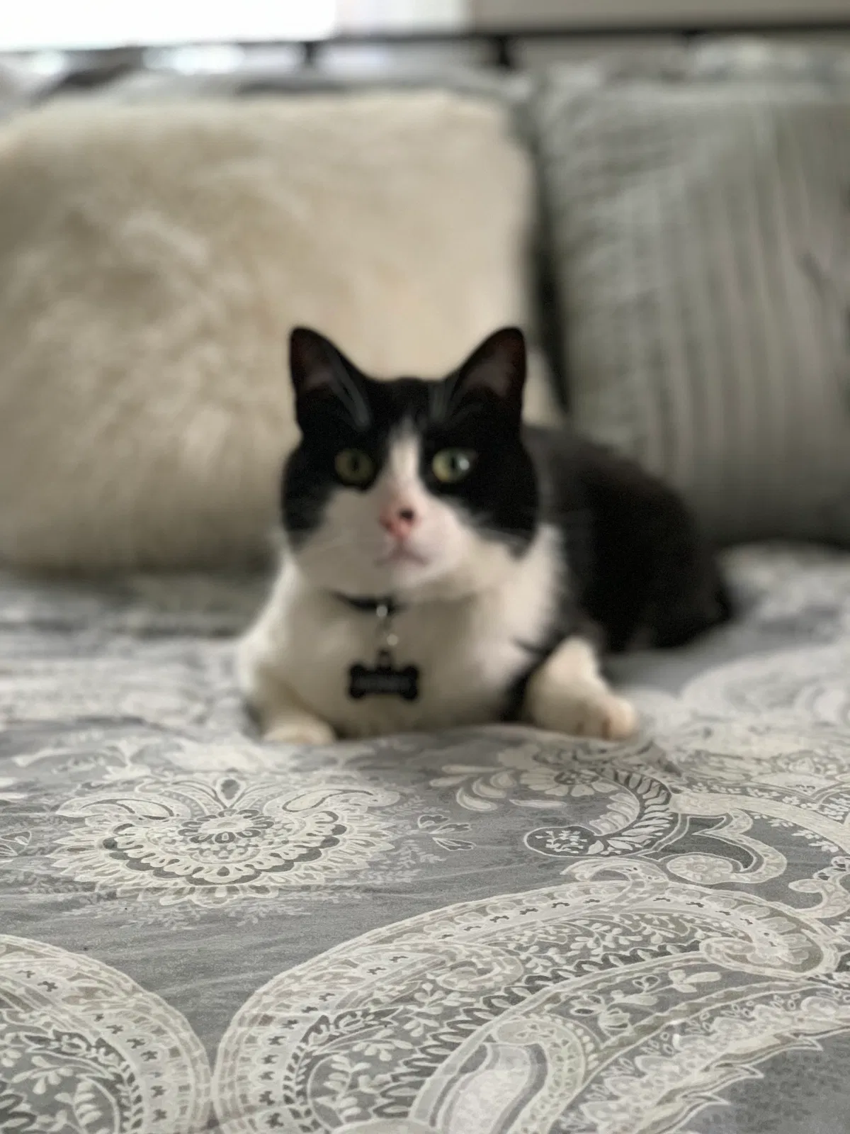 Lost cat in Lansing, MI, 48911