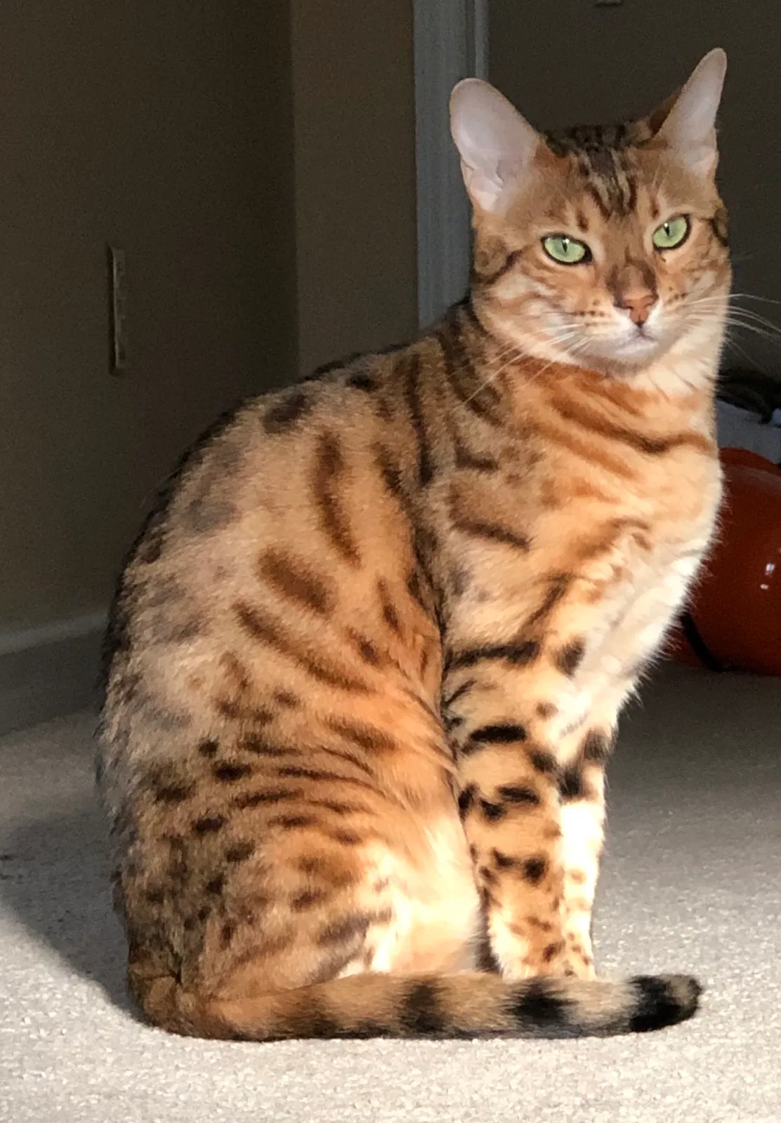 Lost cat in Gaithersburg, MD, 20882
