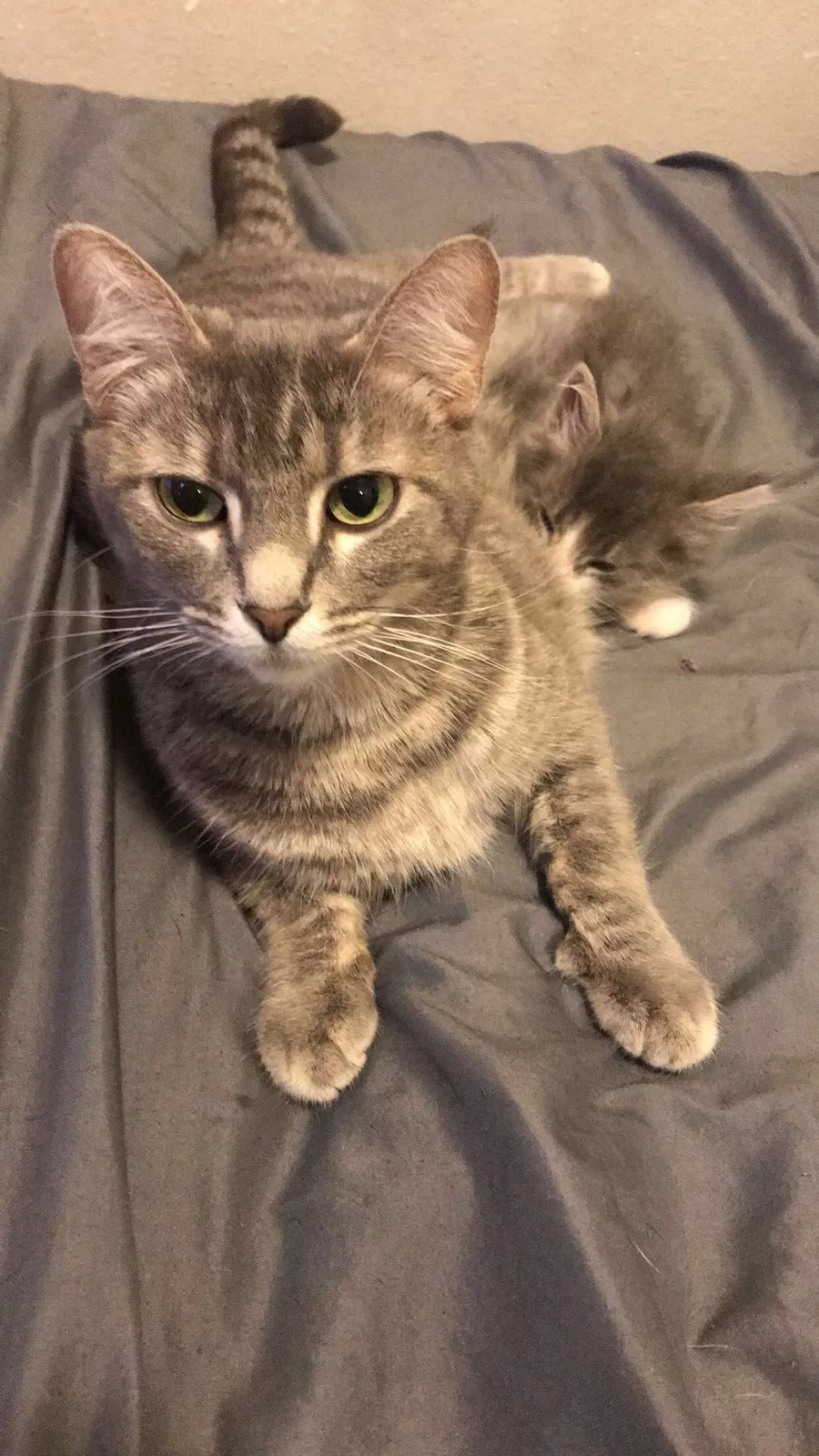 Lost cat in Des Moines, IA, 50313