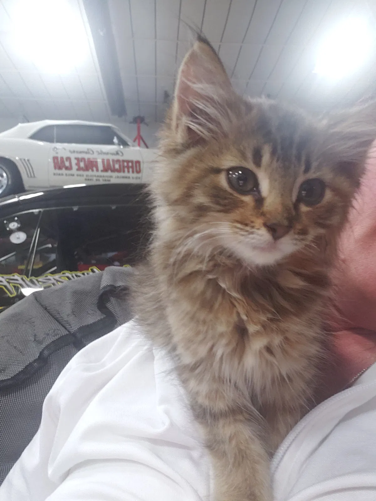 Lost cat in Arnold, MO, 63010