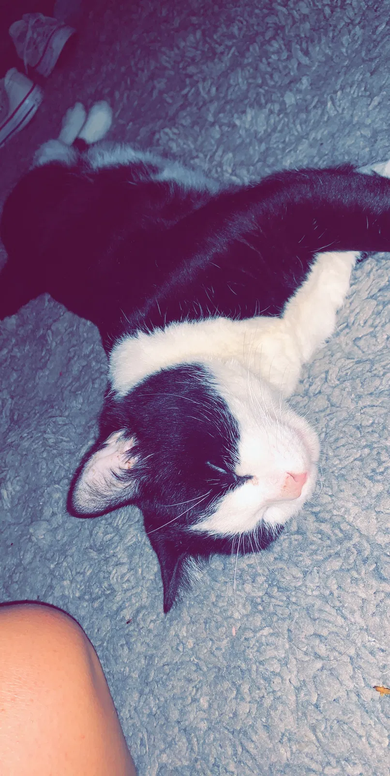 Lost cat in Fairfax Station, VA, 22039