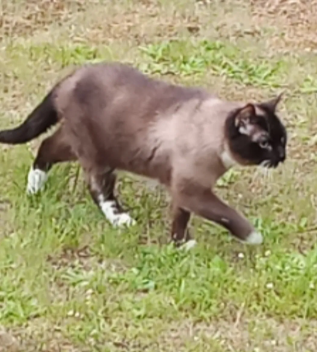 Lost cat in Shelton, WA, 98584