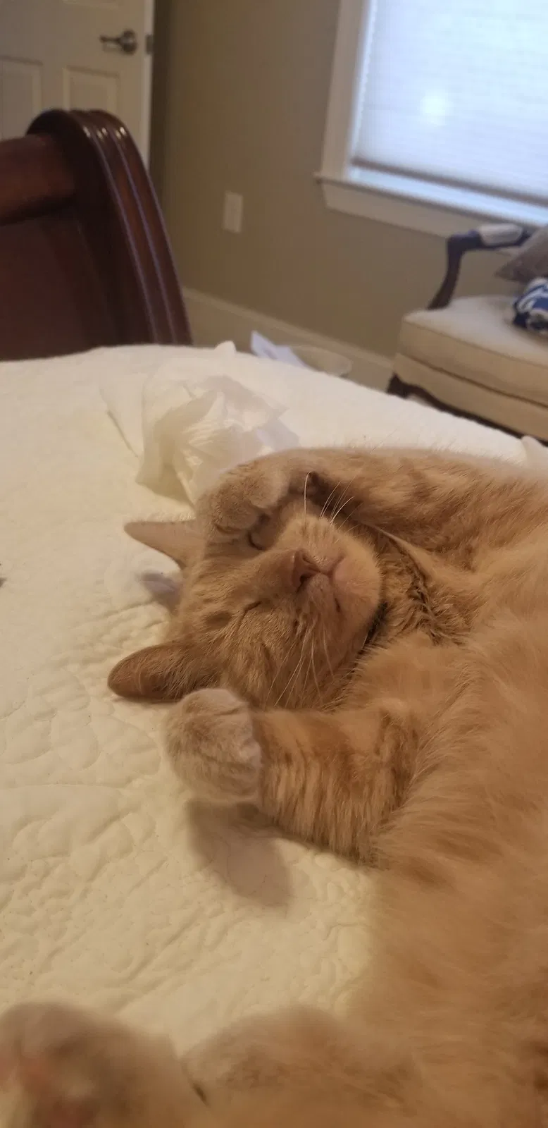 Lost cat in Englishtown, NJ, 7726