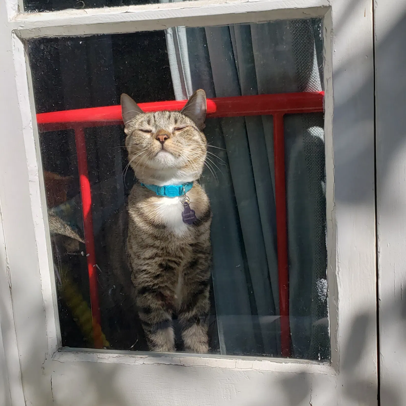 Lost cat in Los Angeles, CA, 90068