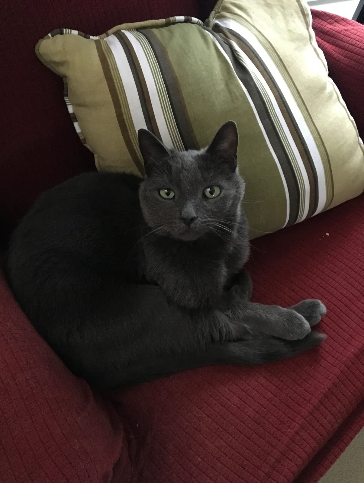 Lost cat in Washington, NJ, 7882