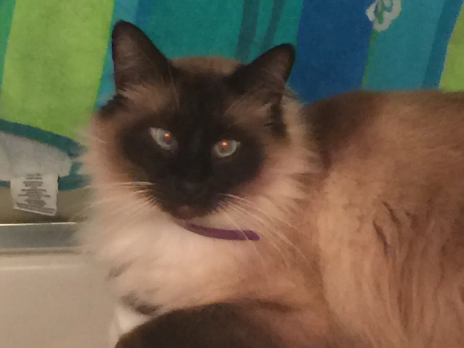 Lost cat in Vancouver, WA, 98662