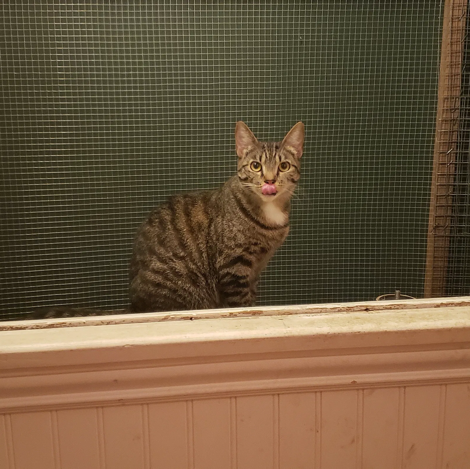 Lost cat in Los Angeles, CA, 90068