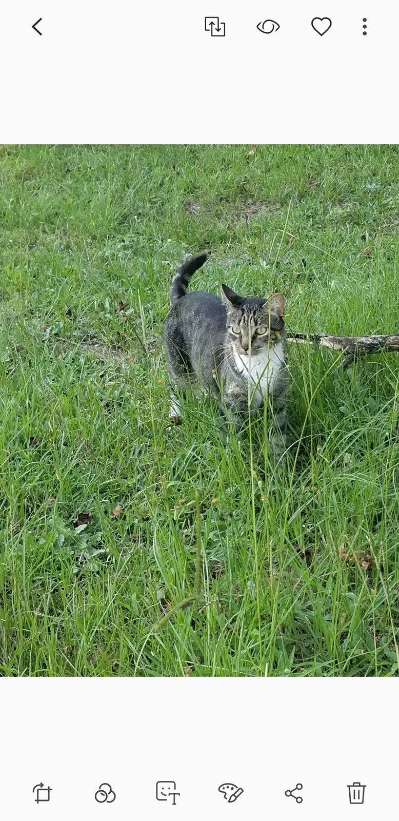 Lost cat in Sanford, NC, 27332