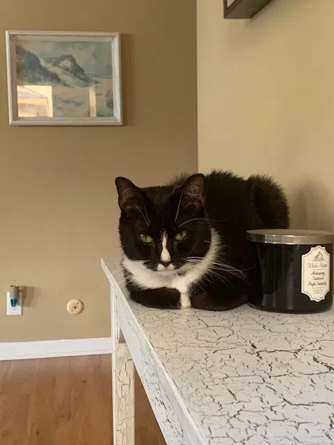 Lost cat in Manasquan, NJ, 8736