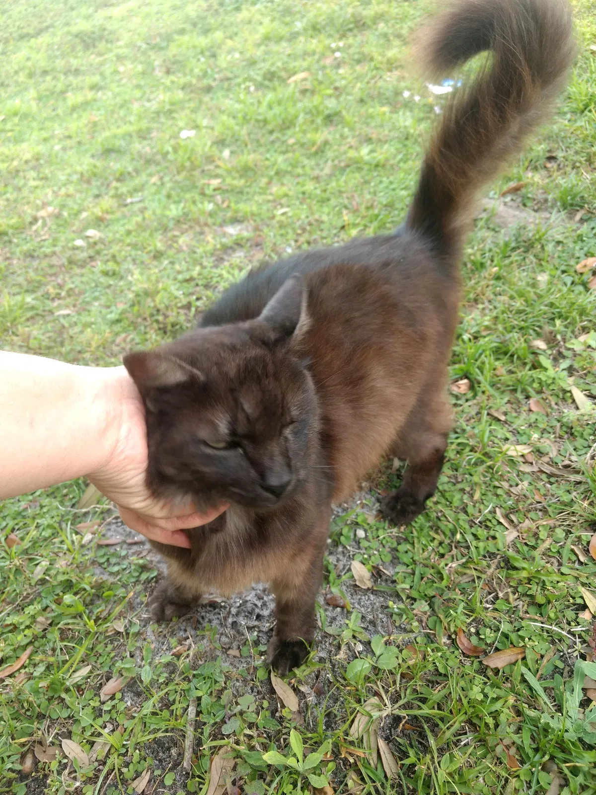 Lost cat in Cape Coral, FL, 33993