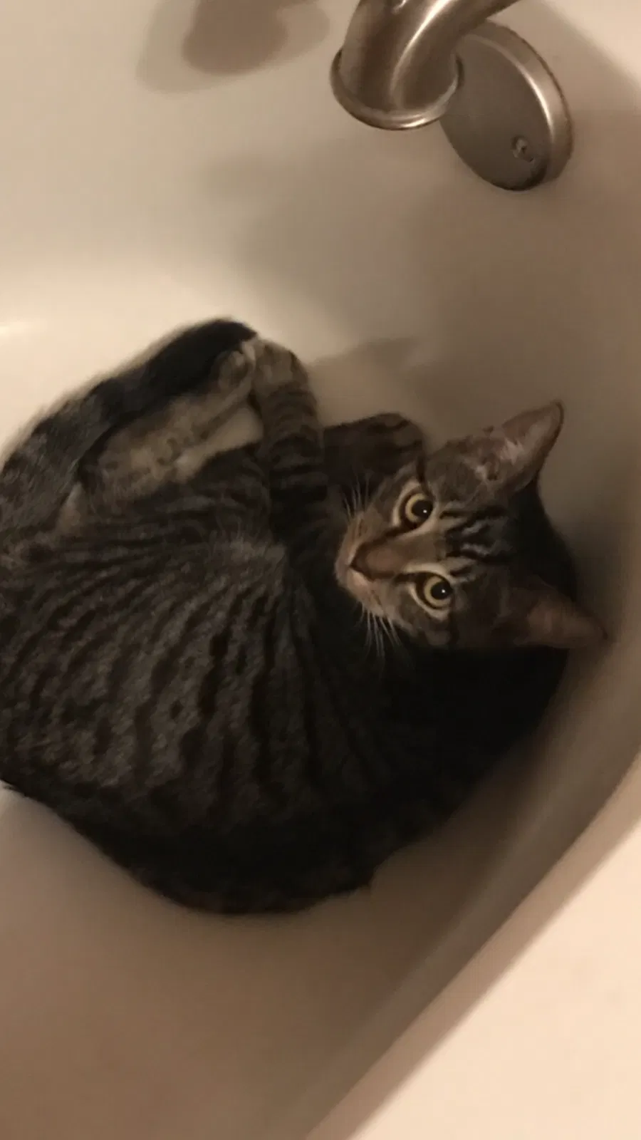 Lost cat in Warren, OH, 44483