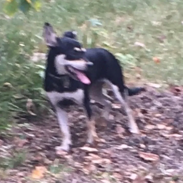 Lost dog in Conroe, TX, 77301