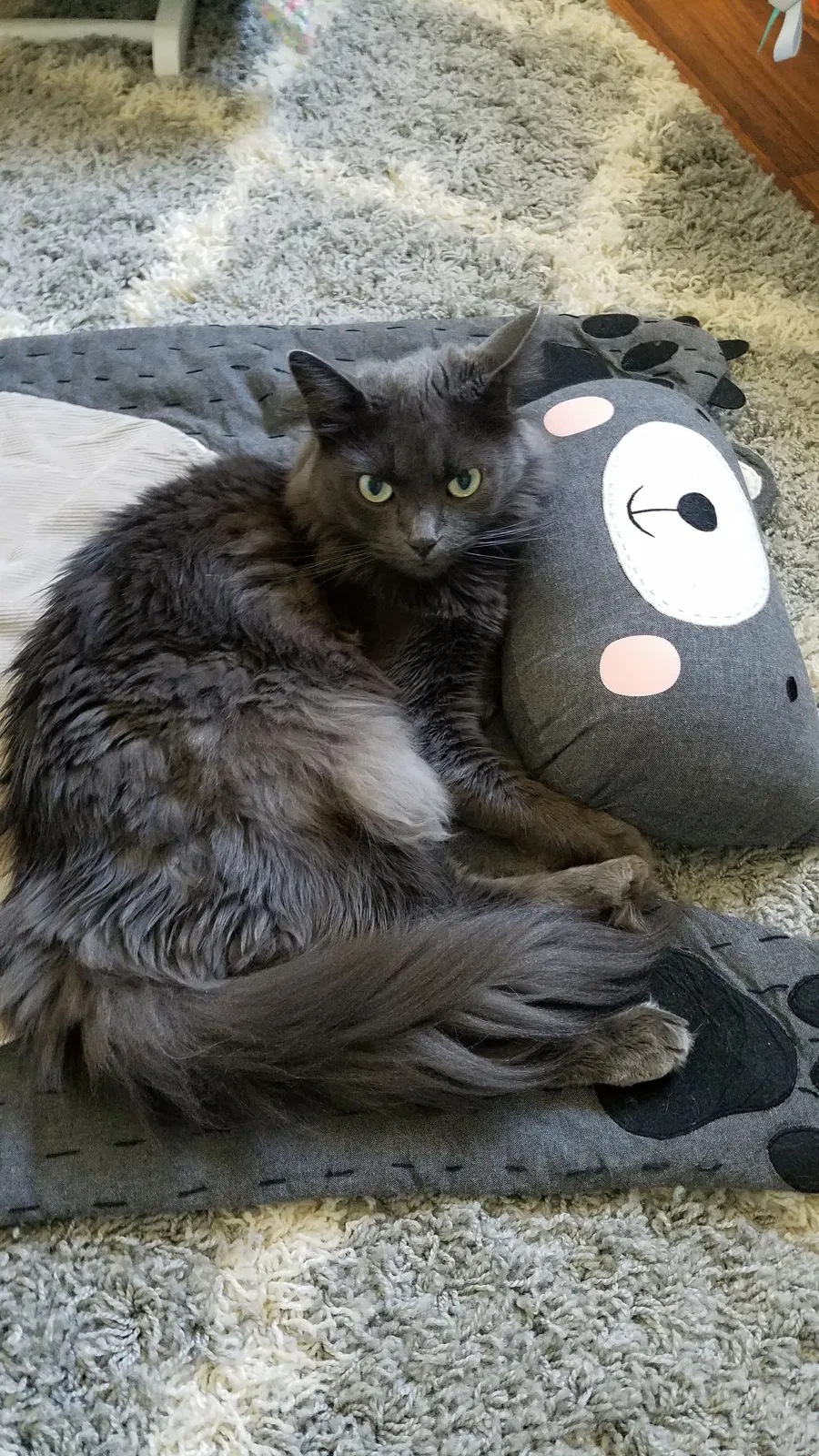 Lost cat in Simi Valley, CA, 93063