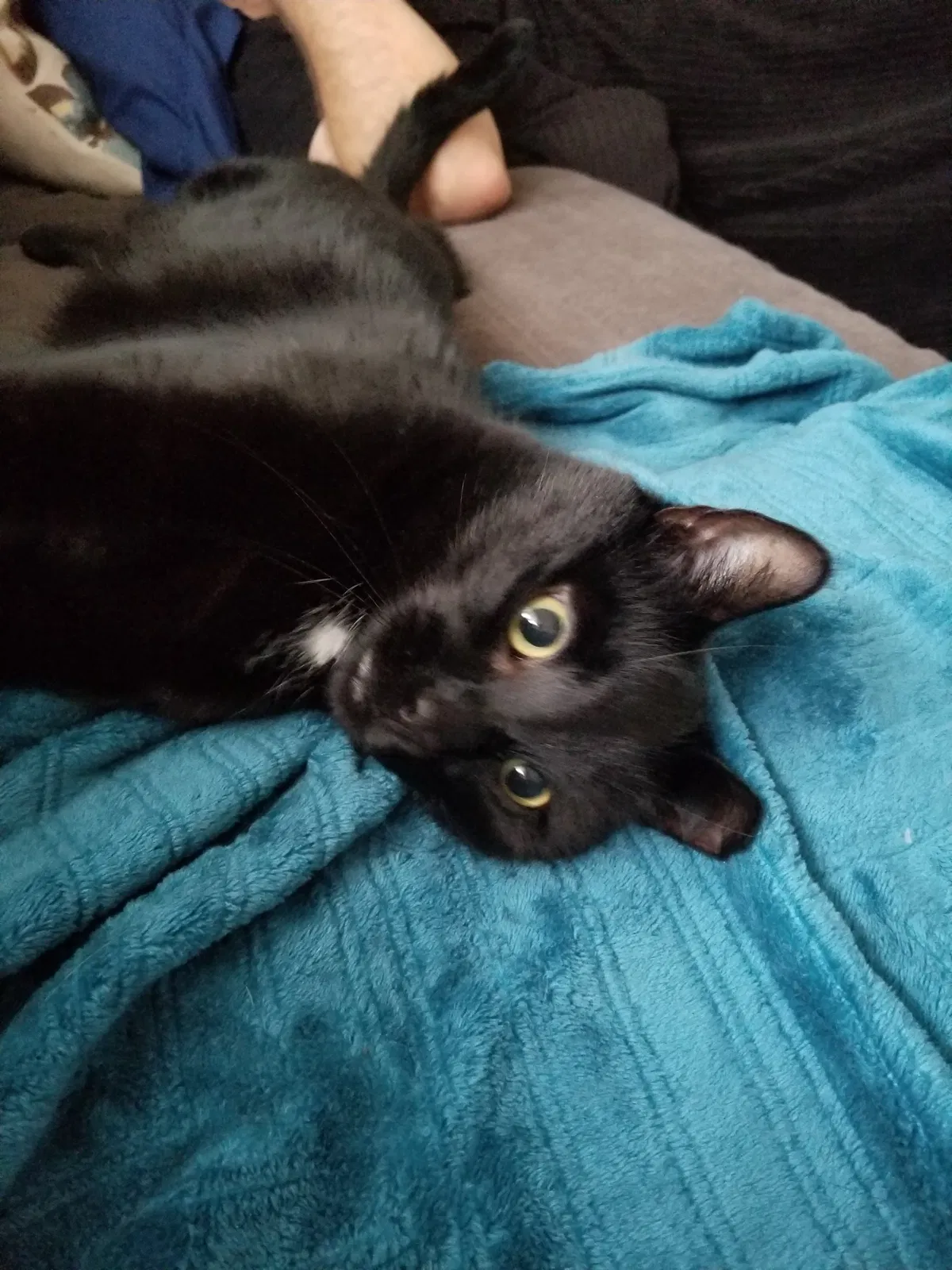 Lost cat in Charlotte, NC, 28269