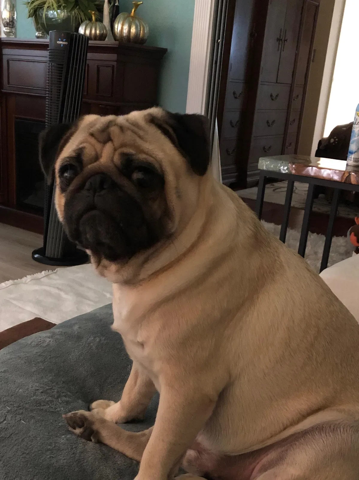 Lost dog in Williamston, SC, 29697