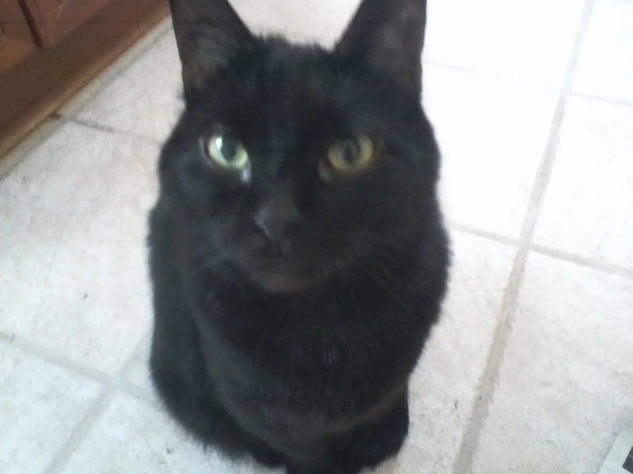 Lost cat in Amarillo, TX, 79108