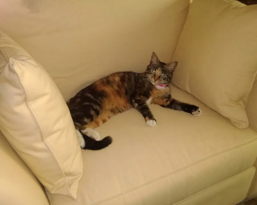 Lost cat in Fort Myers, FL, 33912