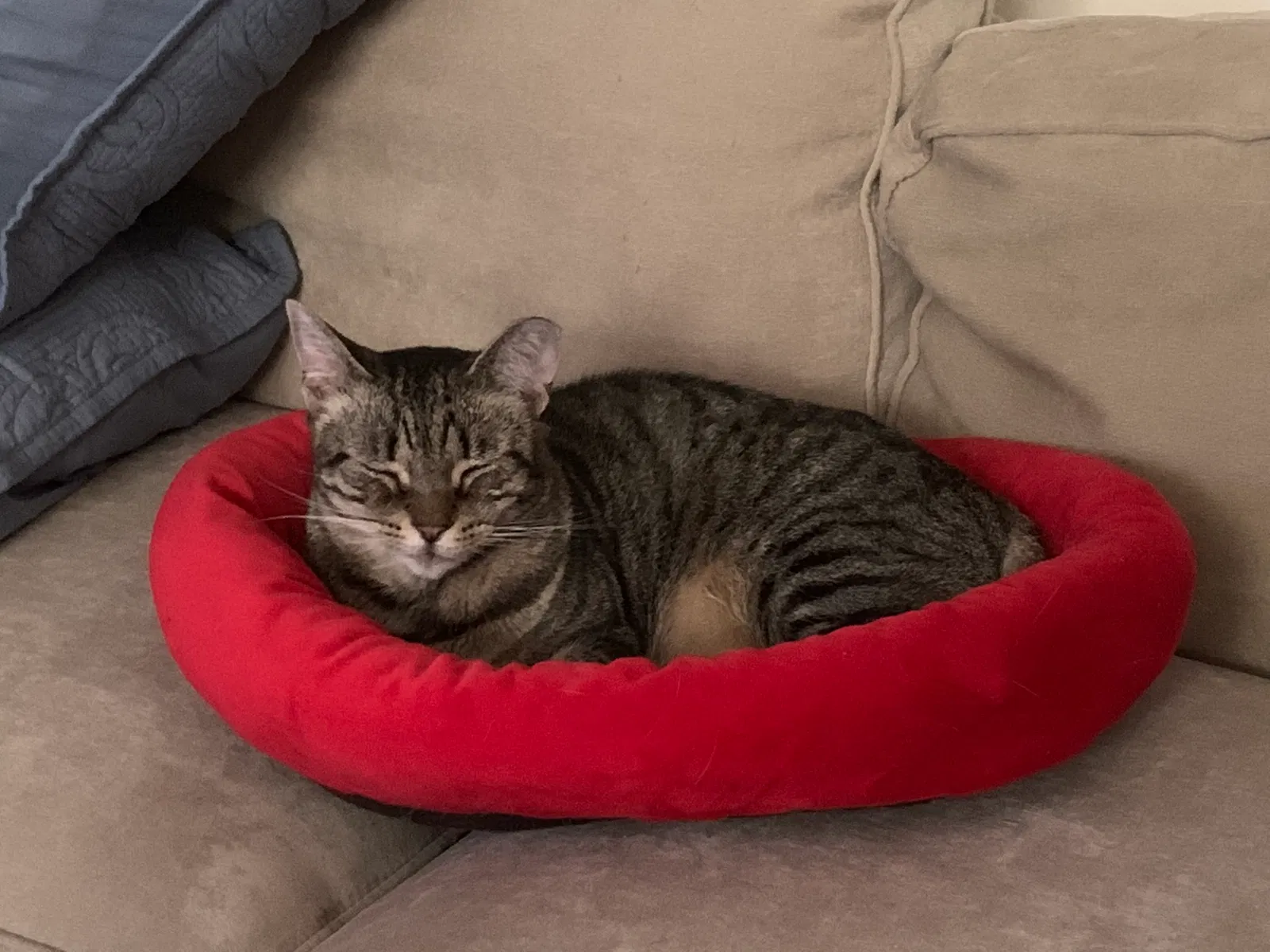 Lost cat in Levittown, PA, 19056